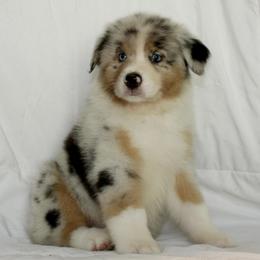 Alice - Blue merle female Australian Shepherd puppy in Richmond, Texas from Big Zen Aussies