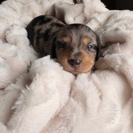 Joey - Dapple male Dachshund puppy in Broomfield, Colorado from Jessi’s Longdog Lounge