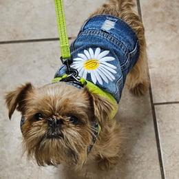 Brussels Griffons from Delyne Sloan