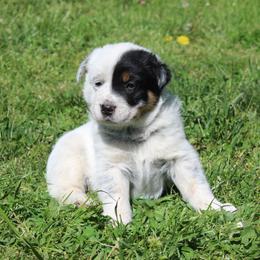 Ruger - Blue speckled male Australian Cattle Dog puppy in Willamina, Oregon from Cherished Chihuahuas