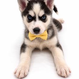 Sierra - Black and white female Siberian Husky puppy in Elmwood Park, Illinois from Goldens&MiniAussiesWithFinesse