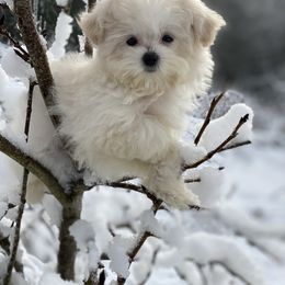 Cavapoo, Maltipoo, and Poodle Puppies from My Sweet Poodles and Doodles