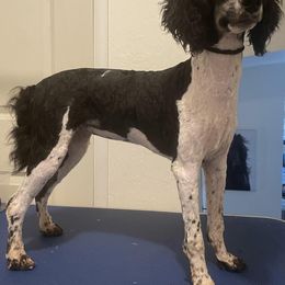 Zara - Poodle
