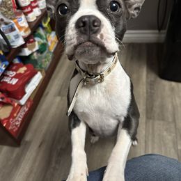 Terra - Boston Terrier