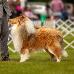 Artie - Collie