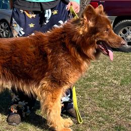 German Shepherd puppies from Legacy Reborn