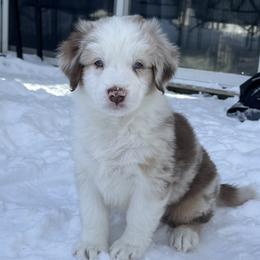 Fearless Pepperoni - Red merle male Australian Shepherd puppy in Byron Center, Michigan from Sunshine Shepherds