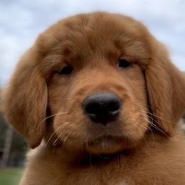 Golden Retriever Puppies from Sound Golden Retrievers