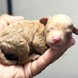 Poodle puppies from Twindo Poodles