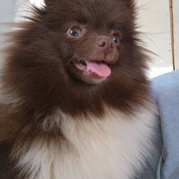 Pomeranian Puppies from Tanner's Majestix Kennels