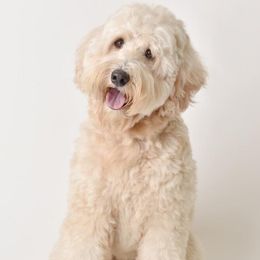 Elliot - Australian Labradoodle