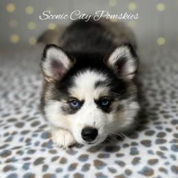 Linus - Silver and white male Pomsky puppy in Rossville, Georgia from Scenic City Pomskies
