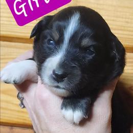 Girl 7 - Black tri female Miniature Australian Shepherd puppy in Hampton, Tennessee from TC Farms Stock Dogs - Miniature Australian Shepherds