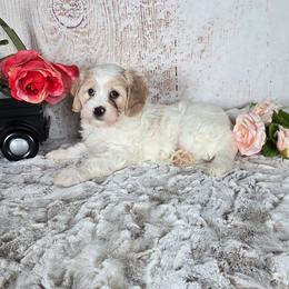 Daisy - Blenheim female Cavapoo puppy in Atwood, Illinois from Peace Road Puppies