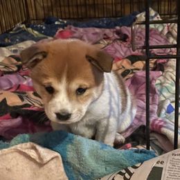 Pug and Shiba Inu Puppies from khshibas-khpugs