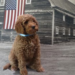 Poodle Puppies from Red Barn Moyen Poodles