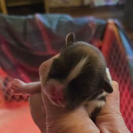 Girl - Tricolor female Shih Tzu puppy in Missouri from Farm Animal Mommy Shih tzu's Michalek Dog Breeder