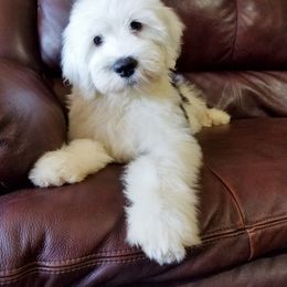 Old English Sheepdog Puppies from Wild-n-Woolly Old English Sheepdogs