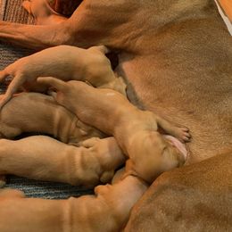 Girl 3 - Vizsla puppy in Riverview, Indiana from Kismet Vizslas