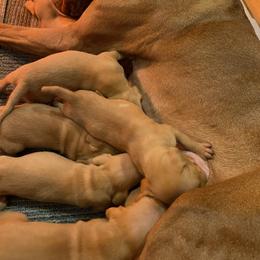 Girl 3 - Vizsla puppy in Riverview, Indiana from Kismet Vizslas