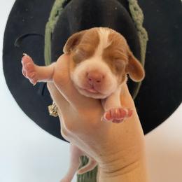 Girl 2 - Piebald female Dachshund puppy in Sedgewickville, Missouri from Heritage Boerboels