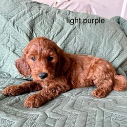 Light purple - Red female Irish Doodle puppy in Bloomfield, Iowa from Schooley Doodles