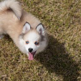 Phoenix - Black and white male Pomsky puppy in Mesa, Arizona from Platinum Pomskies