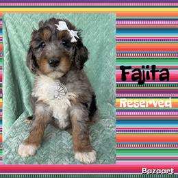 Fajita - Blue merle female Bernedoodle puppy in Godwin, North Carolina from Farm Sweet Farm Doodles