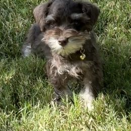 Gus - Liver male Miniature Schnauzer puppy in Biggs, California from Melton's Mini Schnauzers