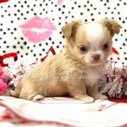 Silas - Cream and white male Chihuahua puppy in Anderson, South Carolina from Lil Treasures Chihuahuas