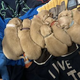 Dachshund Puppies from KT Canines, LLC