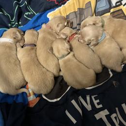 Dachshund Puppies from KT Canines, LLC