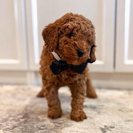 Tarzan - Red and white male Cockapoo puppy in Seymour, Missouri from Cherokee Creek Labradors and Doodles