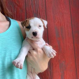 American Staffordshire Terrier Puppies from America's Best