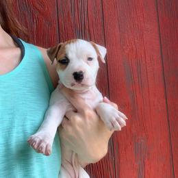 American Staffordshire Terrier Puppies from America's Best