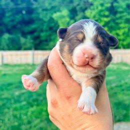 Larry - Red tri-color male Australian Shepherd puppy in Ashland, Ohio from SS Australian Shepherds