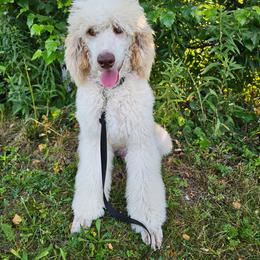 Dexter - Parti male Poodle puppy in Mcbain, Michigan from Northern Creek