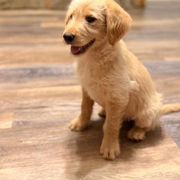 Golden Female - Gold female Labradoodle puppy in Rockmart, Georgia from Ross Farm Doodles