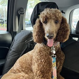 Poodle All Grown Up from Simply Amazing Poodles