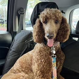 Poodle All Grown Up from Simply Amazing Poodles