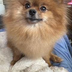 Tori - Pomeranian