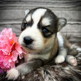 Mae - Sable and white female Siberian Husky puppy in Union Grove, Alabama from Southern Siberian Life