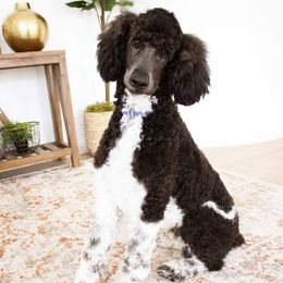 Murphy - Poodle