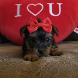Yorkshire Terrier puppies from 5 River Puppies