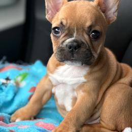 Juniper - Fawn female French Bulldog puppy in Newport, Oregon from Blue Coast Bulldogs