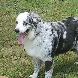 Lilly - Australian Shepherd