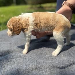 Brittany Puppies from Rocking L Farms