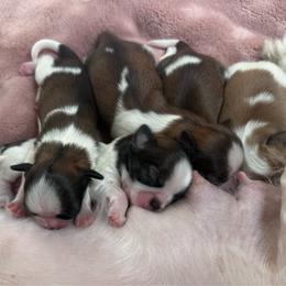 Boy1 - Liver and white male Shih Tzu puppy in Frisco, Texas from My Royal Shih Tzu⚜️