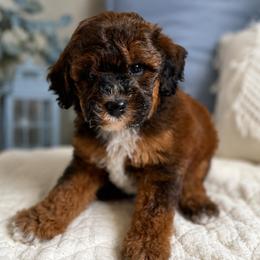 Hickory - Sable male Poodle puppy in Beckley, West Virginia from Autumn Poodles/Doodles