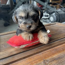 Miniature Schnauzer and Yorkshire Terrier Puppies from Copper Rose Farm